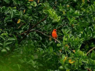 Evergreen Anse Royale